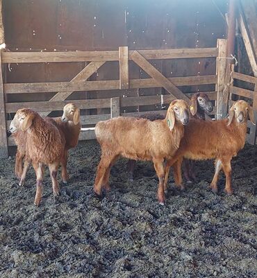 рамановские овцы: Продаю | Овца (самка), Ягненок | Арашан | Для разведения | Племенные, Матка, Ярка