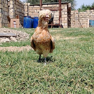 Kənd təsərrüfatı quşları: Toyuq, Damazlıq — 2