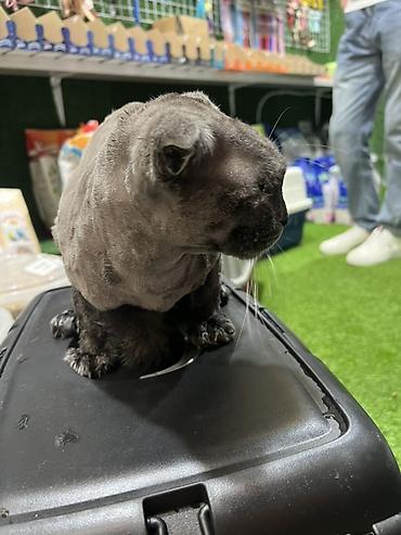 tap. az itler: Məhsul: Pişiklər üçün peşəkar baytar-grooming xidməti Təsvir: - — 2