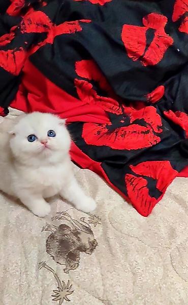 Продажа кошек: С документами. Чистокровный Шотландский вислоухий котёнок, (мальчик) — 11