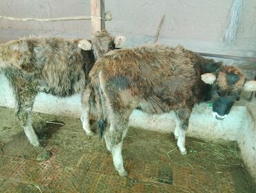 Коровы, быки: Продаю | Тёлка | Алатауская, Полукровка | Для разведения | После отела — 22