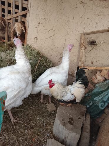 Индюки: Продаю | Индюшка (самка) | Бройлерная | Для разведения — 1