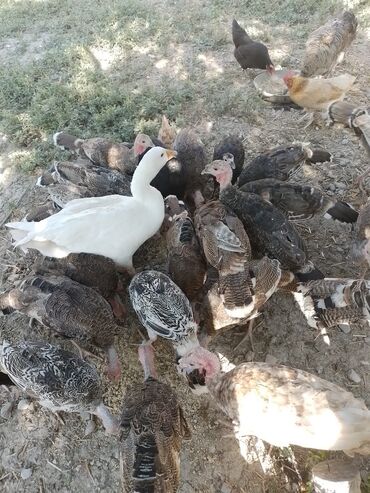 satiliq inekler: 3 ayliq sağlam hunduşkalar satilir 40-45 dene 90 hunuşkanin icinen