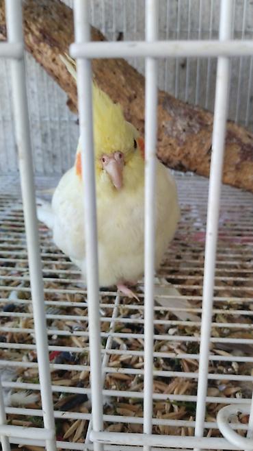 lutino: Watsap elaqe saxlayin Nimfa (Cockatiel) tutuquşuları – müxtəlif — 4
