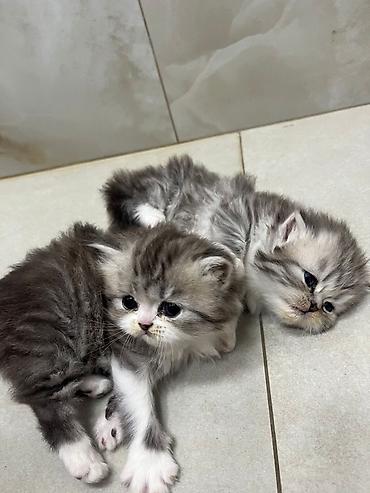 Pişiklər: Fars — 8