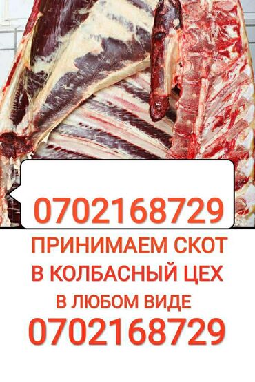 Скупка в колбасный цех коров лошадей тёлок бычков и вынужденый забой