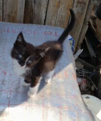 цены породистых собак: Милые котята - девочки и мальчики - в заботливые руки! Живут в