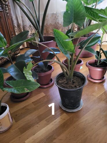 Удобрения: Alokasiyalar olculeri sekilde var.her qiymete var 3mdan 8m kimi