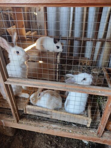 K/t heyvanları və malları: Ev dovşanları satılır. Böyük dovşanlar 1 erkək və 2 dişi və 11 ədəd