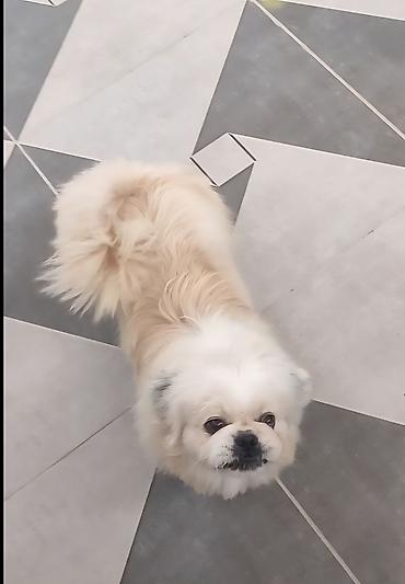 İtlər: Pekines, 1 il, Erkek, Cütləşmə üçün — 13