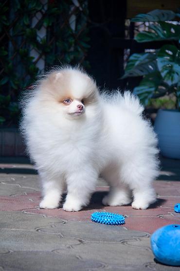 Продажа собак: Шпиц, 5 месяцев, Самец — 9