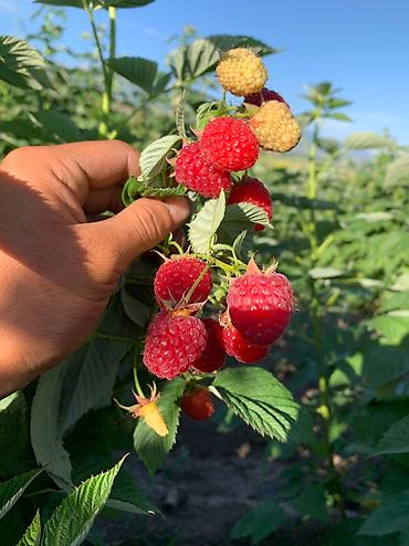 Малина: Малина Оптом, Бесплатная доставка, Самовывоз — 7