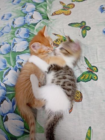 тигил: Котята от домашней кошки - Помёт из трёх котят: рыжий полосатый — 5