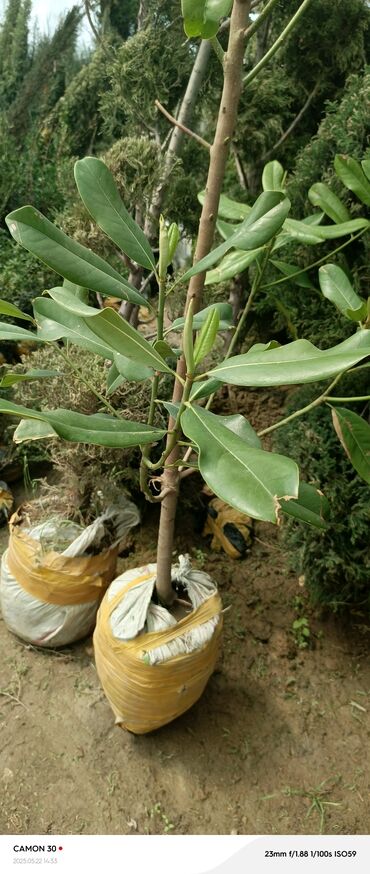 Декоративные деревья: Саженцы деревьев: Магнолии — 10