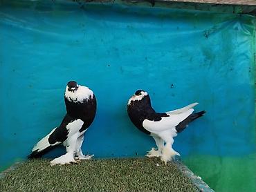 Göyərçinlər: Satilir pomeran Dutular 2 Cut Var cutu 120 Manatdi Bir cut Ag Qara Var — 17