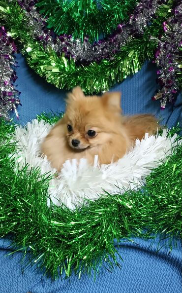 Продажа собак: Шпиц, 2 года, Самка, С родословной — 4