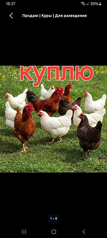 кошка бишкек: Куплю цыплят бройлера 160 сом — 1