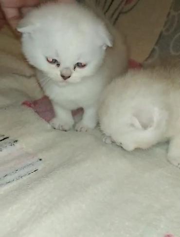 Pişiklər: Şotland — 4