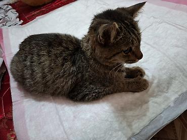 возьму кошку в добрые руки: Кошка даром: Беспородная, 1 год, Мальчик, Приучена к лотку — 4