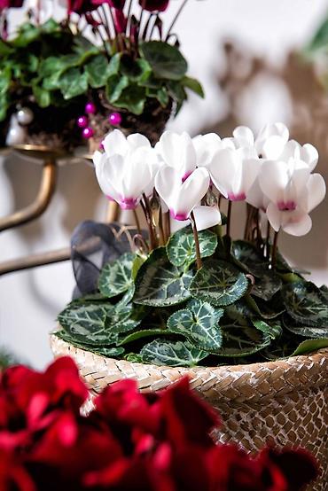 Фиалки и глоксинии: Продаю только оптом цветы из Узбекистана.глоксинии фикусы — 22