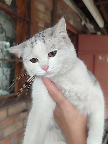 Продажа кошек: Скотиш Страйт (Шотландская прямоухая), 4 месяца, Мальчик — 8