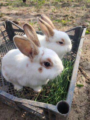 Dovşanlar: Ağ tüklü, qəhvəyi ləkəli dovşan - Yumşaq, sıx örtüklü ağ yun — 4