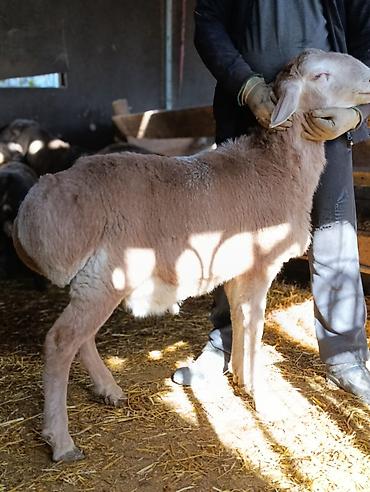 Баран, овца: Продаю | Баран (самец) | Для разведения | Племенные — 8