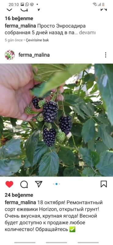 Şitillər: Isdenilen sort var sadece zeng edin catiraq — 8