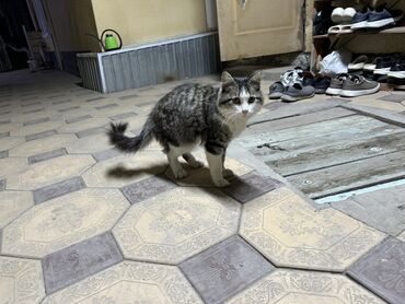 Отдам даром кошку: Кошка даром: Лесная, 9 месяцев, Мальчик, Проглистована, Приучена к лотку, Метис