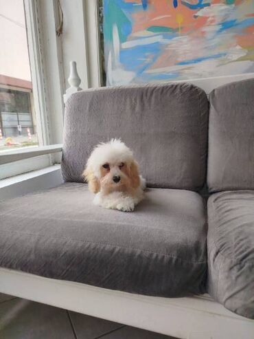 Psi: Patuljasta pudla štenci Štenci patuljaste pudle stari 4 meseca na — 8