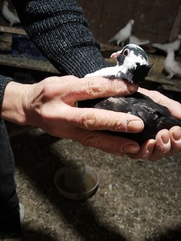 Göyərçinlər: Ağ rəng üstünlük təşkil edən ev göyərçinləri – dəst halında. - — 13