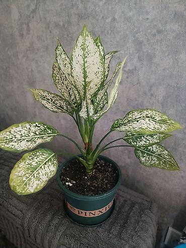 Аглаонемы: Аглаонема вариегатная (Aglaonema) в горшке - Эффектная — 3