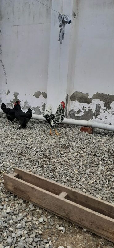 Digər quşlar: Bu toyuqların yumurtaları sifarişlə yığılıb satılır öz həyətimdədi — 9