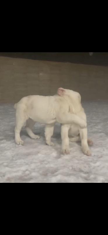 İtlər: Alabay — 5