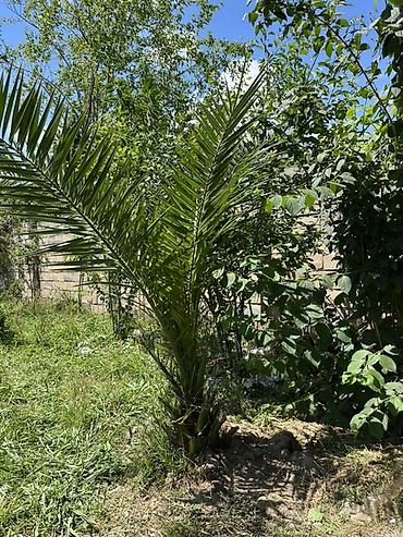 paulownia agaci: Dekorativ xurma ağacı fidanları - Növ: dekorativ xurma (landşaft — 7