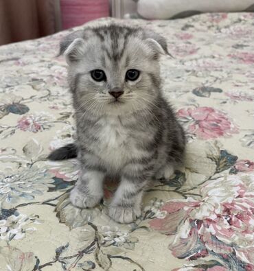 стрижка кошек с выездом на дом: Шотландский вислоухий котёнок (Scottish Fold) - Окрас: серебристый