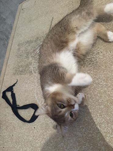 Pişiklər: Britan — 9