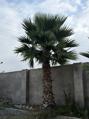 lançar bitkisi: Məhsul: vaşinkton palması 4.2 m tam hündürlüyü alt yarpagına olan
