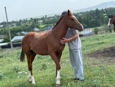 откормленные лошади: Срочно продаю годовалых лошадей
Цена договорная at lalafo.kg откормленные лошади: Срочно продаю годовалых лошадей
Цена договорная