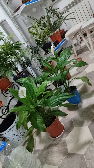 Другие комнатные растения: Продаю Спатифилум ГИГАНТ (женское счастье ) листья достигают до 60 см