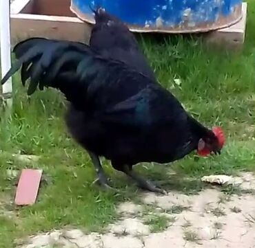 Xoruzlar: Tek 100 ayam zemani cut 200m .qap — 23