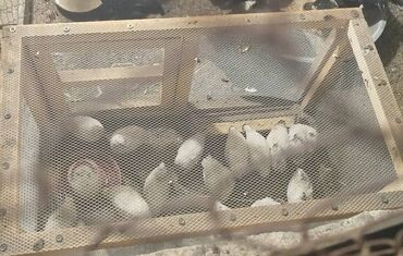 Gəmiricilər: Yumurtlayan bildircinler satilir. hamisi biryerde satilir. 2si erkekdi