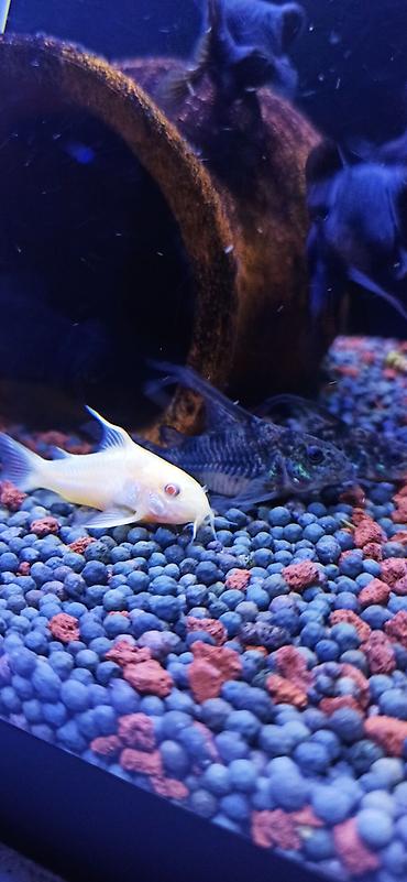 akvariumlar: Məhsul: Akvarium üçün Corydoras (koridoras) balıqları – albino və — 5