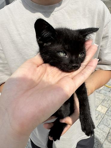 Отдам даром кошку: Кошка даром: Беспородная, 2 месяца, Мальчик — 4