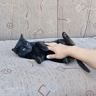 Продажа кошек: Бомбейская, 7 месяцев, Мальчик, Черный — 12
