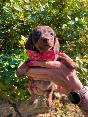 Psi: Odgajivacnica pasa "Happy Puppies" ima u ponudi patuljaste jazavicare — 6