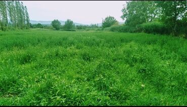 Torpaq sahələrinin satışı: 82 sot, Kənd təsərrüfatı, Mülkiyyətçi, Kupça (Çıxarış) — 5