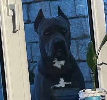 cane corso qiyməti: Kane-Korso, 1 il, Erkək, Peyvəndli, Ünvandan götürmə — 1