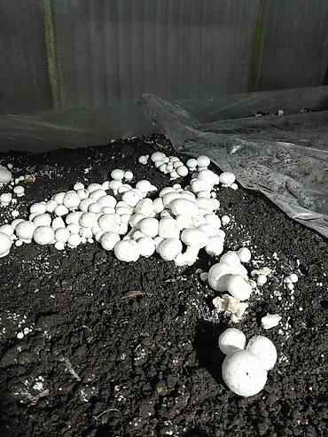 мороженое макет: Шампиньоны культивированные (Agaricus bisporus) - Выращены в — 4