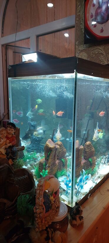 akvarium balıqlar: Filtir, istiliyi və soyuqu ölçən termometir
